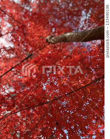 Bright red autumn leaves Bright red autumn leaves 133490196