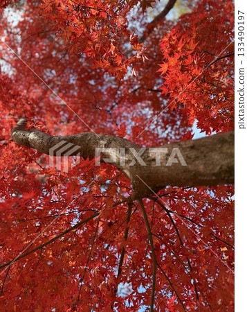Bright red autumn leaves Bright red autumn leaves 133490197