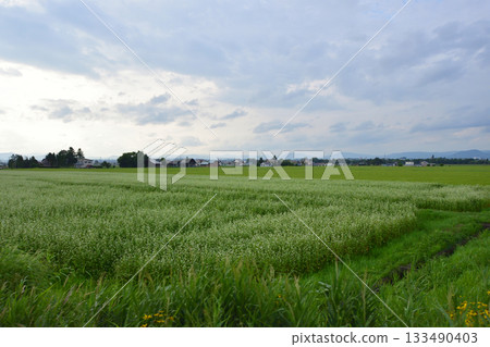 JR北海道關北本線櫻岡站至南長山站之間的景色（2023年夏季） 133490403