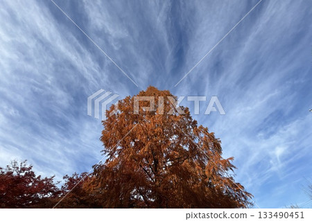 Metasequoia with autumn leaves 133490451
