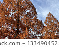 Metasequoia with autumn leaves 133490452