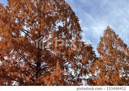 Metasequoia with autumn leaves 133490452