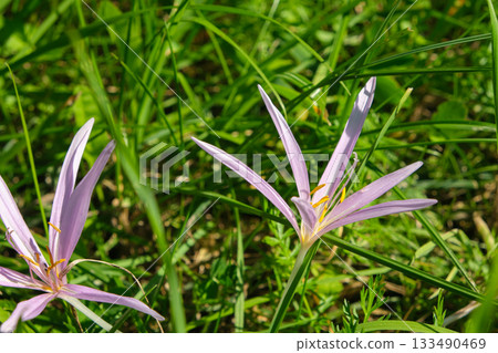 Summer Bloom of Colchicum Autumnale Wild Meadow Flower 133490469