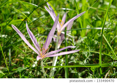 Summer Bloom of Colchicum Autumnale Wild Meadow Flower 133490470