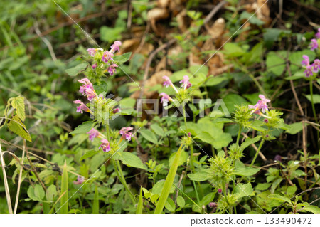 Pink Himalayan Balsam Flowers Blooming in Nature Pink Himalayan Balsam Flowers Blooming in Nature 133490472
