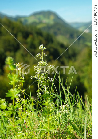 Close-up of Wild White Bedstraw Flowers in a Meadow Close-up of Wild White Bedstraw Flowers in a Meadow 133490478