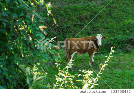 Livestock Farming. Curious Cow Looking at Camera 133490482