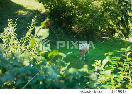 Brown and White Simmental Cow Grazing in Lush Green Pasture 133490483