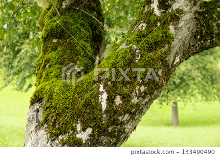 Vibrant Green Moss Growing on an Old Tree Trunk Vibrant Green Moss Growing on an Old Tree Trunk 133490490