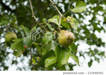 Organic Green Pears on a Tree with Lush Leaves Organic Green Pears on a Tree with Lush Leaves 133490491