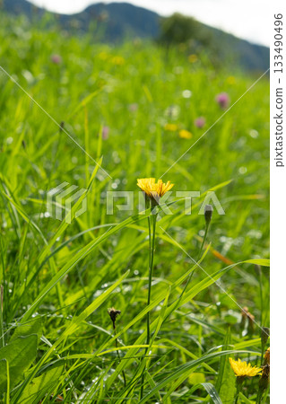 Vibrant Yellow Dandelions in an Alpine Meadow, Vertical Format Vibrant Yellow Dandelions in an Alpine Meadow, Vertical Format 133490496