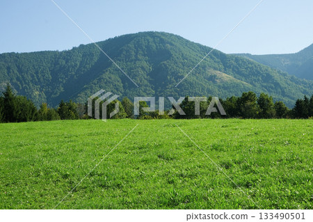 Alpine nature, green grass and mountains in the distance. Alpine nature, green grass and mountains in the distance. 133490501