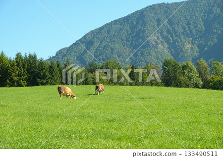 Brown and White Simmental Cow in a Green Pasture 133490511