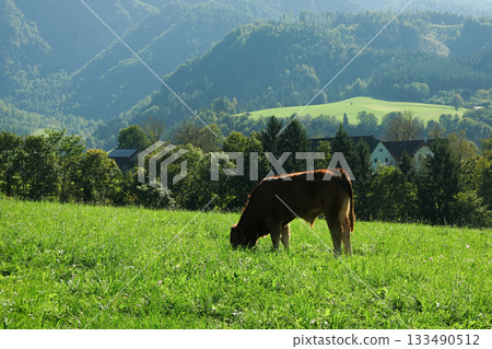 Young calf grazing on green mountain pasture, space for text. 133490512
