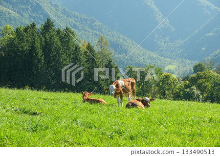 Brown and White Simmental Cow in a Green Pasture 133490513
