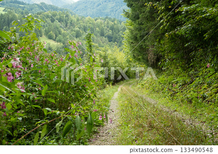 Hiking trail in deciduous forest with mountain views. Hiking trail in deciduous forest with mountain views. 133490548