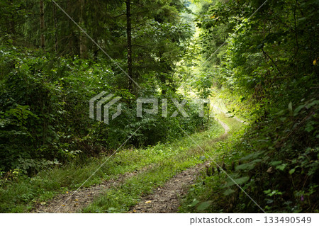 Summer hiking trail winding through lush green deciduous forest landscape Summer hiking trail winding through lush green deciduous forest landscape 133490549