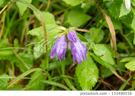 Campanula trachelium Macro Bloom, Wild Bellflower Close-Up 133490556