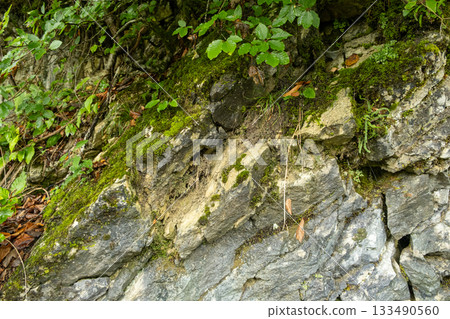 Rocky moss-covered forest cliff with green foliage and natural textures Rocky moss-covered forest cliff with green foliage and natural textures 133490560