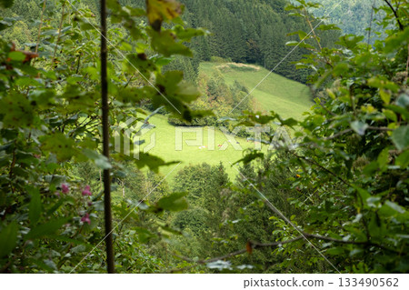 Scenic hilltop view of green mountain slope surrounded by dense forest Scenic hilltop view of green mountain slope surrounded by dense forest 133490562