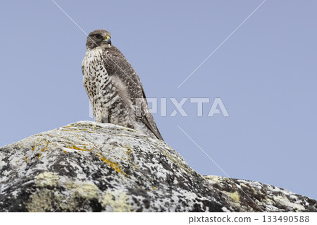 Gyrfalcon perched on a rock at Aursjoen lake near Bismo in Skjak municipality during a clear day Gyrfalcon perched on a rock at Aursjoen lake near Bismo in Skjak municipality during a clear day 133490588