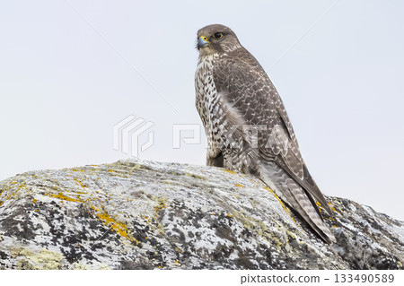 Gyrfalcon displaying its striking plumage on a moss-covered rock by Aursjoen Lake in Skjak municipality in Norway Gyrfalcon displaying its striking plumage on a moss-covered rock by Aursjoen Lake in Skjak municipality in Norway 133490589