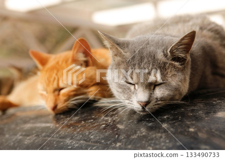 住在追分溫泉的流浪貓 133490733