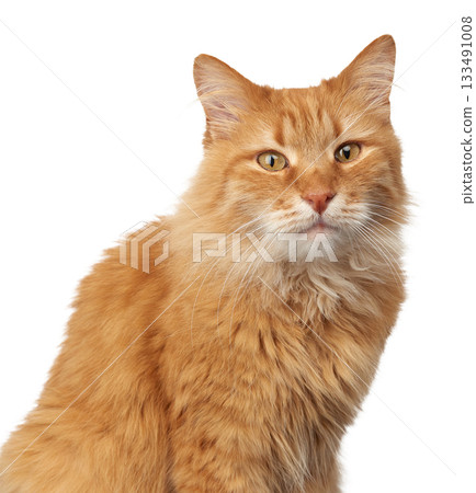 Close-up of a beautiful ginger fluffy cat with long hair sitting with a serious expression on his face Close-up of a beautiful ginger fluffy cat with long hair sitting with a serious expression on his face 133491008