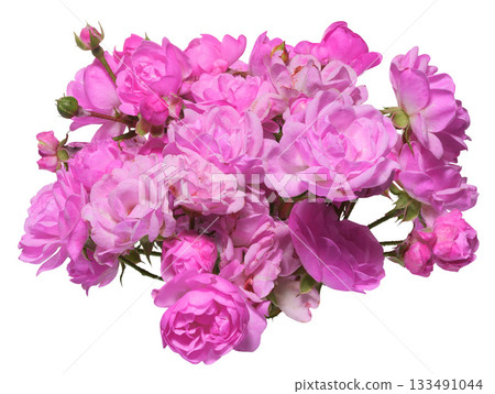 Branch with pink rose buds on a stem on an isolated background Branch with pink rose buds on a stem on an isolated background 133491044