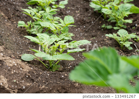 Potatoes planted in a field and sprouting. Potato field (April). Home garden. Potatoes planted in a field and sprouting. Potato field (April). Home garden. 133491267