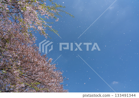 櫻花樹和櫻花花瓣在藍天下翩翩起舞。藍天櫻花雪（四月） 133491344