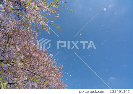 櫻花樹和櫻花花瓣在藍天下翩翩起舞。藍天櫻花雪（四月） 133491345