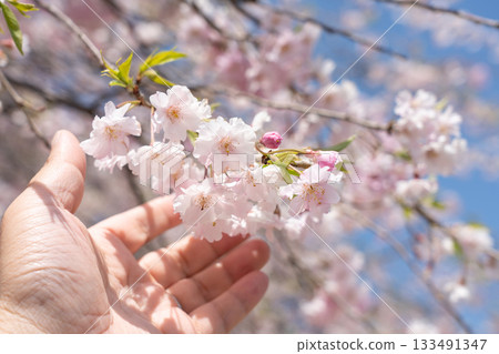 將手放在春天盛開的重瓣櫻花上-櫻花在花期後半段(四月)盛開。 將手放在春天盛開的重瓣櫻花上-櫻花在花期後半段(四月)盛開。 133491347