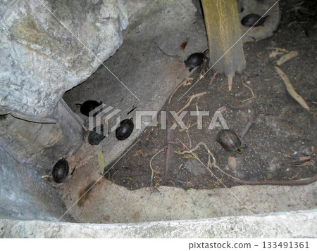 A Group of Small Turtles Resting in a Rocky Enclosure with Soil and Roots A Group of Small Turtles Resting in a Rocky Enclosure with Soil and Roots 133491361