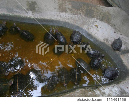 Multiple Turtles Swimming in a Shallow Pool with Murky Water Multiple Turtles Swimming in a Shallow Pool with Murky Water 133491366