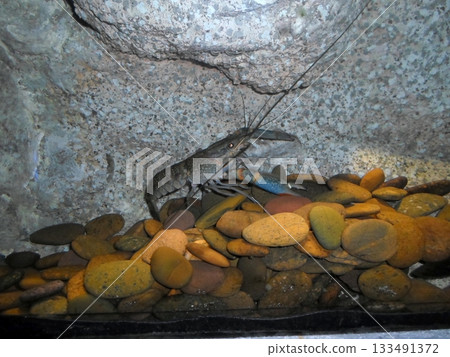 A Crayfish Crawling Over Colorful Pebbles in a Rocky Aquarium Tank A Crayfish Crawling Over Colorful Pebbles in a Rocky Aquarium Tank 133491372