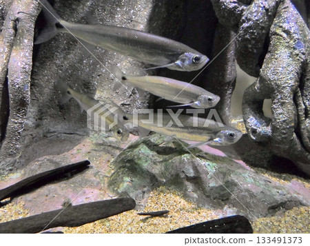 A School of Small Translucent Fish Swimming Near Rocks in an Aquarium A School of Small Translucent Fish Swimming Near Rocks in an Aquarium 133491373