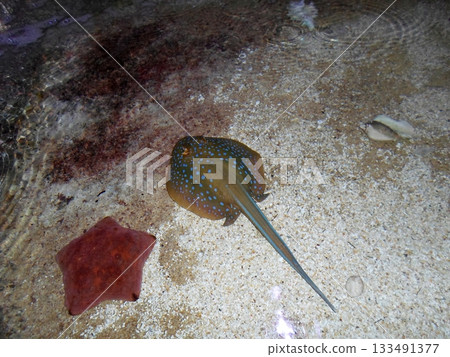 A Spotted Stingray Resting on Sandy Bottom with a Starfish in Aquarium A Spotted Stingray Resting on Sandy Bottom with a Starfish in Aquarium 133491377
