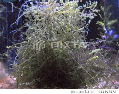 A Lush Marimo Moss Ball Thriving in a Vibrant Aquarium Environment 133491378