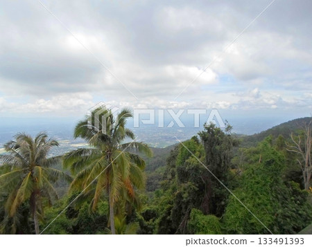 Scenic Overlook of a Tropical Valley with Palm Trees and Distant Cityscape 133491393