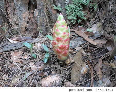 Vibrant Pink Ginger Bud Emerging from the Forest Floor Amidst Fallen Leaves Vibrant Pink Ginger Bud Emerging from the Forest Floor Amidst Fallen Leaves 133491395