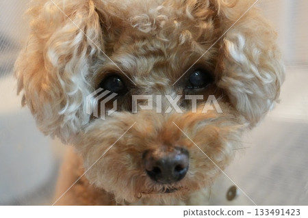 一隻戴著伊莉莎白項圈的玩具貴賓犬正凝視著你。 133491423