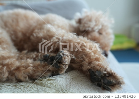 Toy poodle sleeping on the sofa Toy poodle sleeping on the sofa 133491426