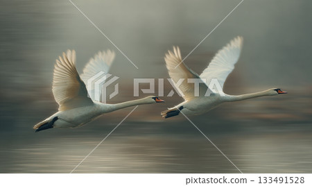 Two white swans fly low over water in a panning shot, sharply focused against a motion-blurred background of warm, autumnal colors, capturing speed and grace. 133491528
