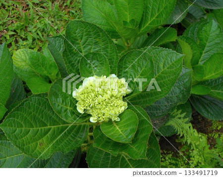 Lush Green Hydrangea Bloom Surrounded by Broad Leaves in a Garden Setting 133491719