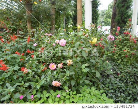 Lush Flower Bed with Vibrant Dahlias and Red Salvia in a Greenhouse Setting Lush Flower Bed with Vibrant Dahlias and Red Salvia in a Greenhouse Setting 133491724