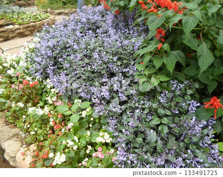Mixed Flower Bed with Purple Blooms, Red Salvia, and White Begonias by a Stone Path Mixed Flower Bed with Purple Blooms, Red Salvia, and White Begonias by a Stone Path 133491725