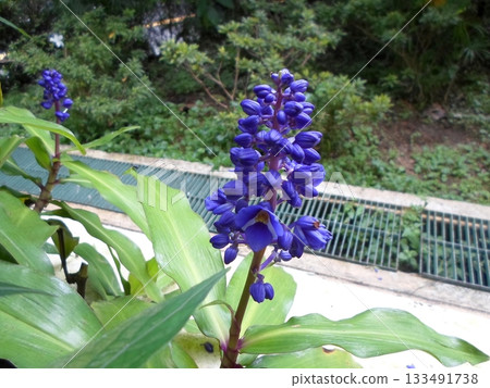 Deep Blue Tropical Flower Spikes Rising Above Lush Green Leaves Near Garden Grate Deep Blue Tropical Flower Spikes Rising Above Lush Green Leaves Near Garden Grate 133491738