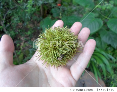 Hand Holding a Spiky Green Fruit Surrounded by Lush Tropical Vegetation Hand Holding a Spiky Green Fruit Surrounded by Lush Tropical Vegetation 133491749
