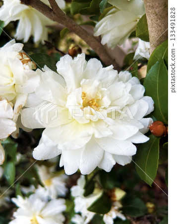 White sasanqua White sasanqua 133491828